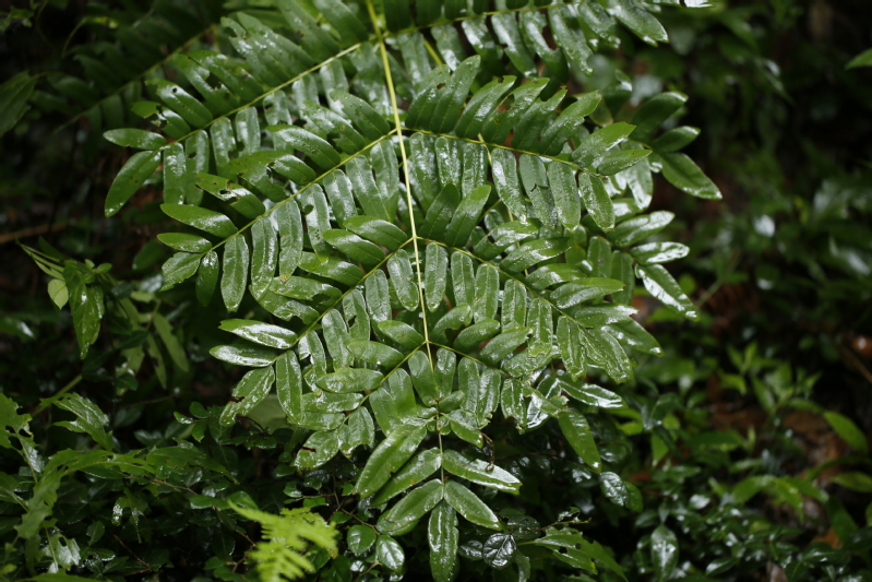 蕨类植物