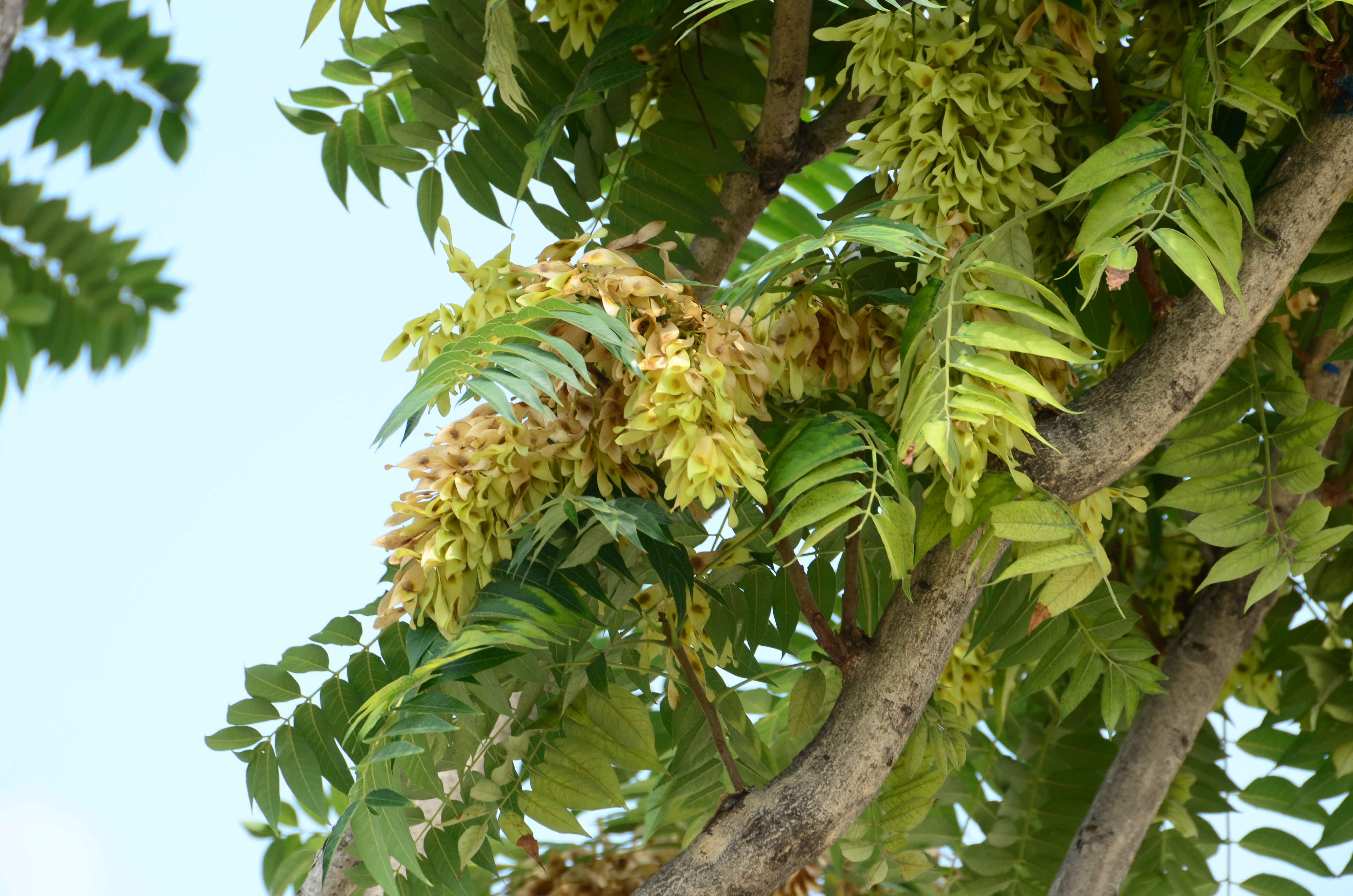 臭椿 ailanthus altissima 苦木科 simaroubaceae