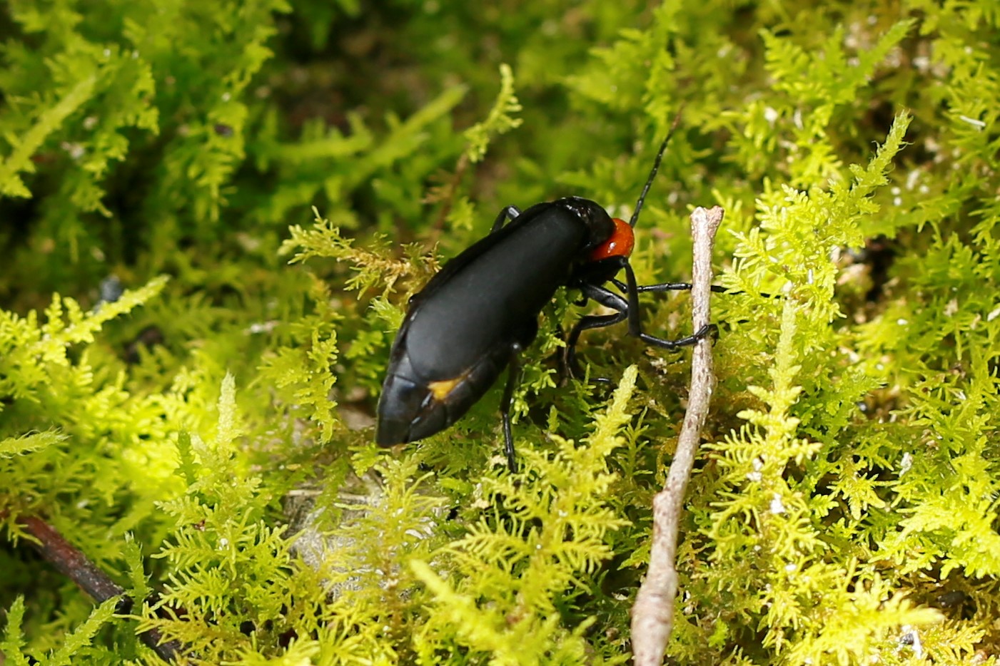 鞘翅目,红头豆芫青 epicauta ruficeps