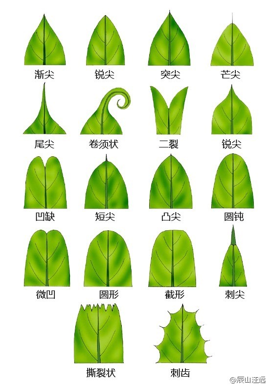 叶